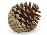 pinecone