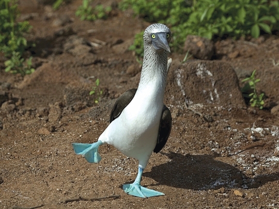 2_BOOBY