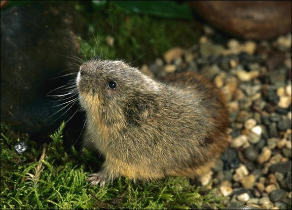 3_LEMMING