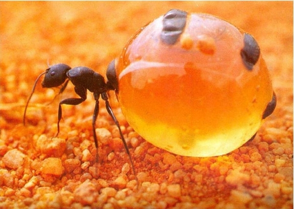 4_ANT