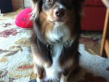 Buffy