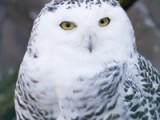 snowy_owl