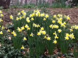 Flowers2