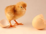 Which Came First, the Story or the Game?