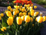 Flowers4