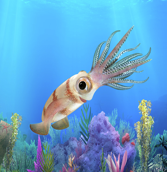 3_Squid (2)