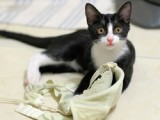 CatNew